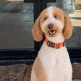 Naveen - Poodle