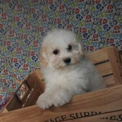 Oliver - Cream male Shichon puppy in Kettle Falls, Washington from Smallstar Puppys