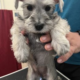 Miniature Schnauzer Puppies from S & S Miniature Schnauzer