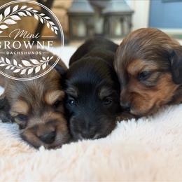 Sterling - Cream male Dachshund puppy in Edmond, Oklahoma from Mini Browne Dachshunds