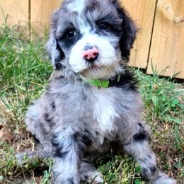Ottis - Blue merle and white male Sheepadoodle puppy in Owensville, Missouri from Oak Valley Kennels