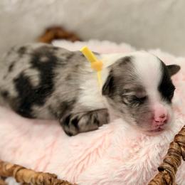 Yellow collar - Blue merle female Aussiedoodle puppy in 32046, Florida from River Hill Ranch