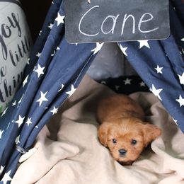 AKC Cane - Ruby male Cavalier King Charles Spaniel puppy in Albany, Indiana from Hatz Off Puppies