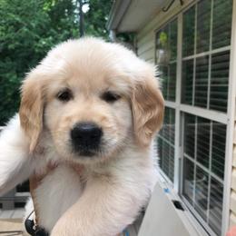 Goldendoodle, Golden Retriever, and Sheepadoodle Puppies from Guppy Puppies