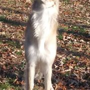 Borzoi All Grown Up from Avalon