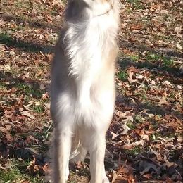 Borzoi All Grown Up from Avalon