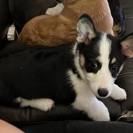 Pepper - Black and tan Pembroke Welsh Corgi puppy in Dickinson, Texas from Gulf Coast Corgis