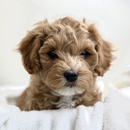 Australian Labradoodle Puppies from Grand Peaks Labradoodles