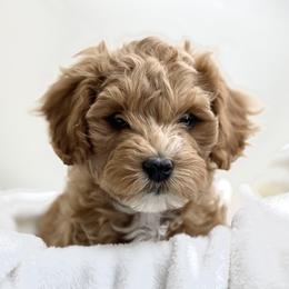 Australian Labradoodle Puppies from Grand Peaks Labradoodles