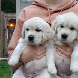 Golden Retriever Puppies from Hoekema Homestead Goldens