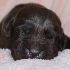 Cove - Chocolate female Labrador Retriever puppy in Camden, Indiana from Camden's Caring Canines