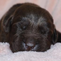 Cove - Chocolate female Labrador Retriever puppy in Camden, Indiana from Camden's Caring Canines