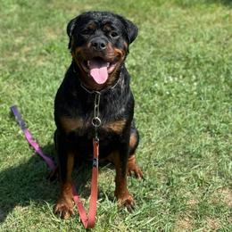 Zara - Rottweiler