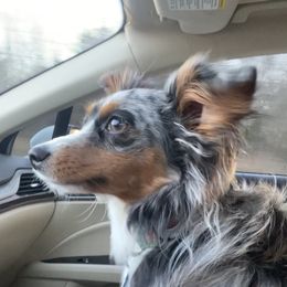 Gus - Toy Australian Shepherd