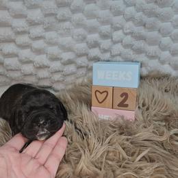 Blue collar - Black brindle female Cane Corso puppy in Fritch, Texas from Carrie Brown's Cane Corsos