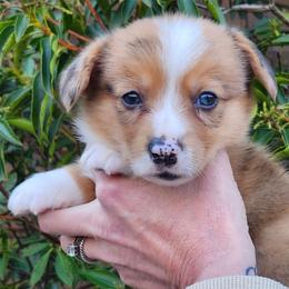 Red merle boy 4 - Red merle and white male American Corgi puppy in Hampton, Tennessee from TC Farms Stock Dogs - Miniature Australian Shepherds