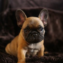 French Bulldog Puppies from Clay Bulldogs