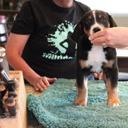 Greater Swiss Mountain Dog and Rottweiler Puppies from Cornerstone Kennels