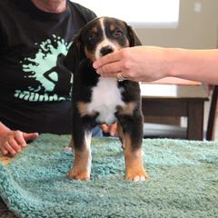Greater Swiss Mountain Dog and Rottweiler Puppies from Cornerstone Kennels