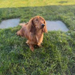 Archie - Dachshund