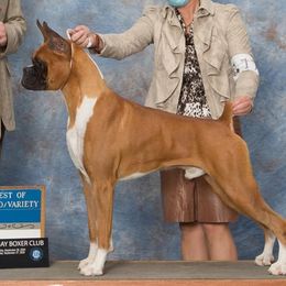 Boxers and French Bulldogs from Streamline Boxers & French Bulldogs
