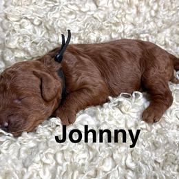 Johnny - Red male Cavapoo puppy in Chelan, Washington from North Cascades Doodles