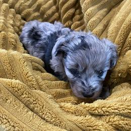 Liberty - Blue merle female Aussiedoodle puppy in Knoxville, Tennessee from Legacy Farm