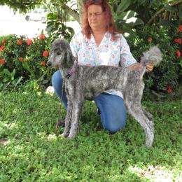TIGRESS - Poodle