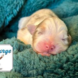 Curious George - Red merle male Australian Shepherd puppy in Liberty Hill, Texas from Emerald Isle Australian Shepherds