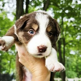 Maple - Tri-color female Border Collie puppy in Cedar Springs, Michigan from Lyncroft Border Collies