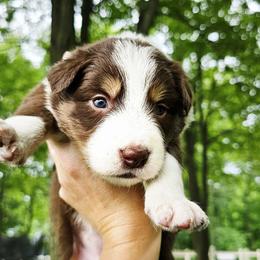 Maple - Tri-color female Border Collie puppy in Cedar Springs, Michigan from Lyncroft Border Collies