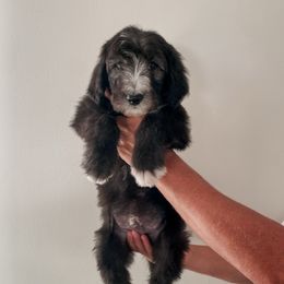 Willis (Runt) - Black male Sheepadoodle puppy in Wabash, Indiana from DOODCompany