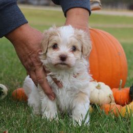 Latte - Havanese puppy from Windy Hill Havanese