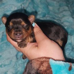Posey - Black and tan female Yorkshire Terrier puppy in Thornville, Ohio from My precious yorkies