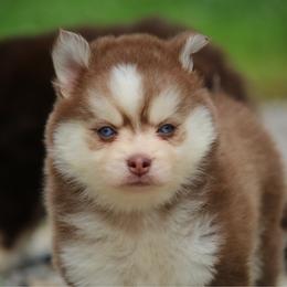 Thelma - Red and white female Pomsky puppy in Junction City, Ohio from JC Pups