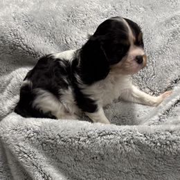 Lilly - Tri-color female Cavalier King Charles Spaniel puppy in Inez, Texas from Londyn Cavaliers