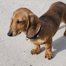 KitKat - Dachshund