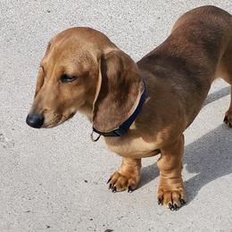 KitKat - Dachshund