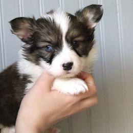 Phoebe - Sable female Pembroke Welsh Corgi puppy in Fayetteville, Arkansas from Intergalactic Corgis