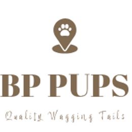 Pomeranians from BP PUPS