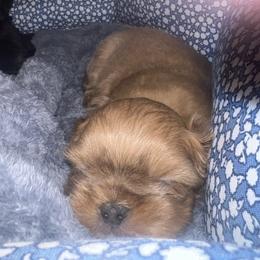 Lilac - Lilac male Shih Tzu puppy in Citrus Heights, California from The Lion dog Shih Tzu
