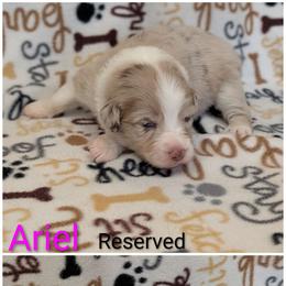 Ariel - Red merle female Australian Shepherd puppy in Squaw Valley, California from A&M Australian Shepherds