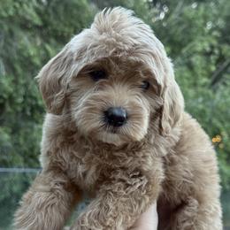 Clover - Apricot female Goldendoodle puppy in Clinton, Utah from Golden Law Kennels
