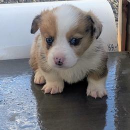 Pecan - Red merle and white male Cardigan Welsh Corgi puppy in Hotchkiss, Colorado from Bell S Ranch