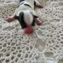 Yorkshire Terrier Puppies from Susan's Yorkies