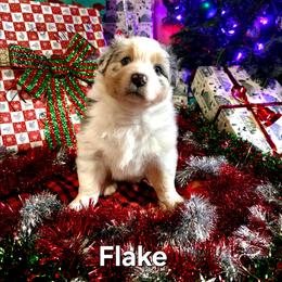 Flake - Blue merle female Australian Shepherd puppy in Kenton, Tennessee from Carrotwood Australian Shepherds