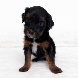 Atlas - Phantom male Goldendoodle puppy in Springfield, Ohio from Dawson's Royal Companions
