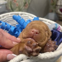 Popplio - Golden rust male Vizsla puppy in Bloomington, Indiana from Envizion