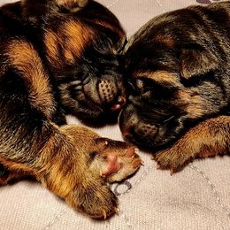 German Shepherd Puppies from Ewig Krieger Kennels