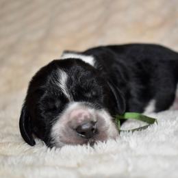 Balto - Black and white male English Springer Spaniel puppy in Chapmansboro, Tennessee from Balthrop Bend Farms